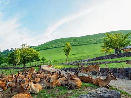 ⛰️ 와카쿠사 산 (若草山) 이미지 8